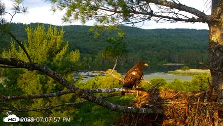 VINS Bald Eagles Nest Live Cams - Jul 9, 2026, 7:08pm EDT