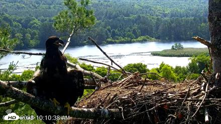 VINS Bald Eagles Nest Live Cams - Jul 3, 2026, 10:11am EDT