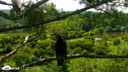 VINS Bald Eagles Nest Live Cams - Jul 23, 2026, 11:28am EDT