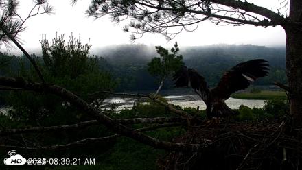 VINS Bald Eagles Nest Live Cams - Jul 8, 2026, 8:40am EDT
