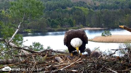 VINS Bald Eagles Nest Live Cams - May 12, 2026, 9:47am EDT
