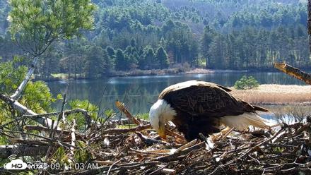 VINS Bald Eagles Nest Live Cams - Apr 25, 2026, 9:14am EDT