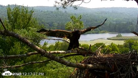 VINS Bald Eagles Nest Live Cams - Jul 16, 2026, 12:18pm EDT