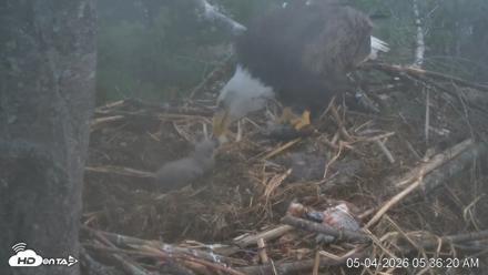 VINS Bald Eagles Nest Live Cams - May 4, 2026, 5:37am EDT