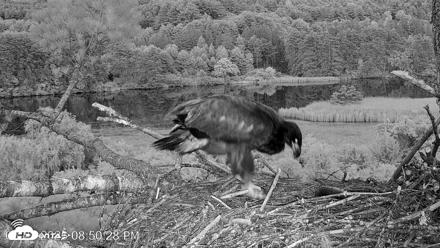 VINS Bald Eagles Nest Live Cams - Jun 27, 2026, 8:51pm EDT