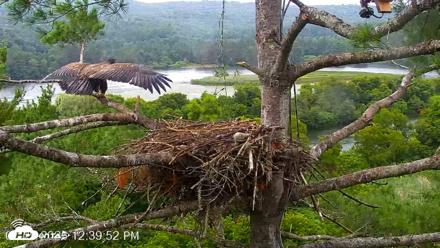 VINS Bald Eagles Nest Live Cams - Jul 29, 2026, 12:40pm EDT