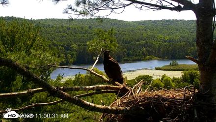 VINS Bald Eagles Nest Live Cams - Jul 17, 2026, 11:00am EDT