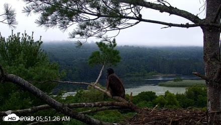 VINS Bald Eagles Nest Live Cams - Aug 9, 2026, 5:52am EDT
