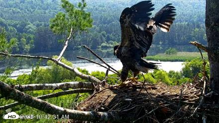 VINS Bald Eagles Nest Live Cams - Jul 1, 2026, 10:43am EDT