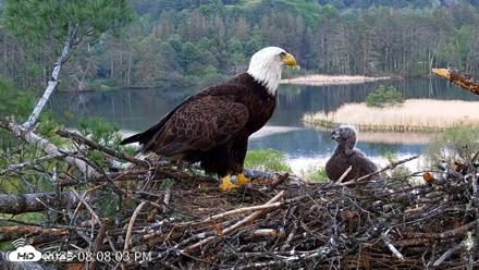VINS Bald Eagles Nest Live Cams - May 18, 2026, 8:08pm EDT