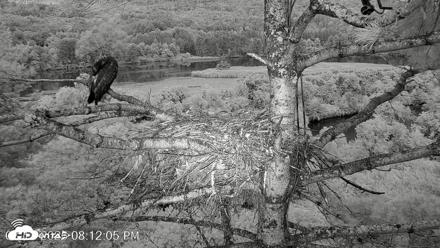 VINS Bald Eagles Nest Live Cams - Aug 12, 2026, 8:13pm EDT