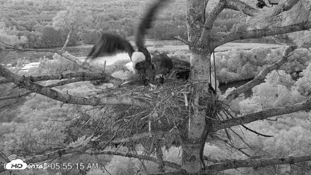 VINS Bald Eagles Nest Live Cams - Aug 22, 2026, 5:55am EDT