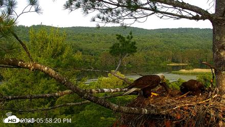 VINS Bald Eagles Nest Live Cams - Jul 5, 2026, 5:59pm EDT