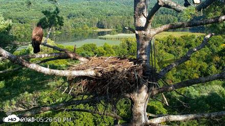 VINS Bald Eagles Nest Live Cams - Aug 18, 2026, 5:27pm EDT