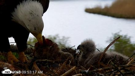 VINS Bald Eagles Nest Live Cams - May 12, 2026, 9:54am EDT