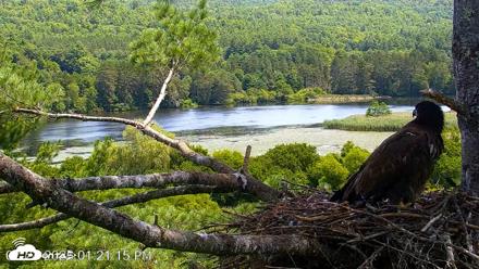 VINS Bald Eagles Nest Live Cams - Jul 24, 2026, 1:23pm EDT