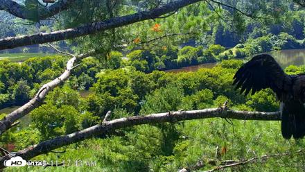 VINS Bald Eagles Nest Live Cams - Jul 24, 2026, 11:18am EDT