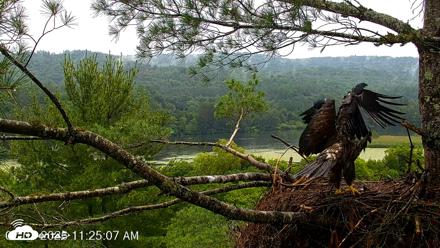 VINS Bald Eagles Nest Live Cams - Jul 7, 2026, 11:26am EDT