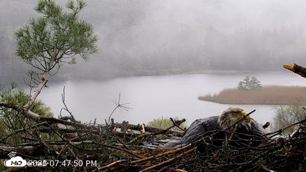 VINS Bald Eagles Nest Live Cams - May 14, 2026, 7:48pm EDT