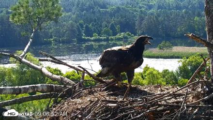 VINS Bald Eagles Nest Live Cams - Jun 25, 2026, 9:07am EDT