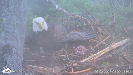 VINS Bald Eagles Nest Live Cams - May 2, 2026, 2:10pm EDT