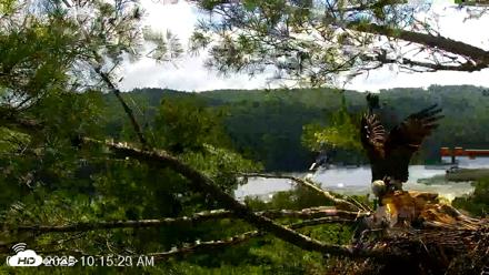 VINS Bald Eagles Nest Live Cams - Jul 19, 2026, 10:16am EDT