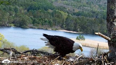 VINS Bald Eagles Nest Live Cams - May 5, 2026, 2:41pm EDT