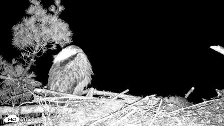 VINS Bald Eagles Nest Live Cams - Jun 1, 2026, 3:18am EDT