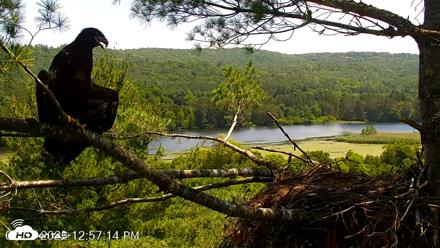 VINS Bald Eagles Nest Live Cams - Jul 3, 2026, 12:58pm EDT