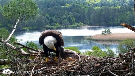 VINS Bald Eagles Nest Live Cams - May 20, 2026, 10:09am EDT