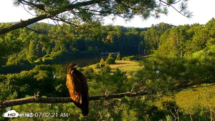 VINS Bald Eagles Nest Live Cams - Jul 24, 2026, 7:03am EDT