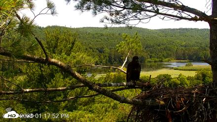 VINS Bald Eagles Nest Live Cams - Jul 13, 2026, 1:18pm EDT
