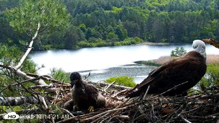 VINS Bald Eagles Nest Live Cams - May 27, 2026, 11:15am EDT