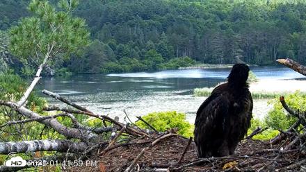 VINS Bald Eagles Nest Live Cams - Jun 16, 2026, 1:43pm EDT
