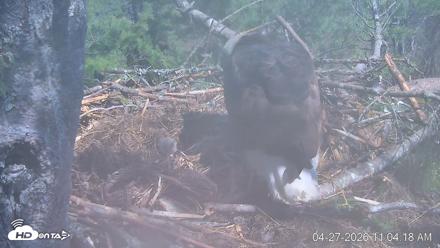 VINS Bald Eagles Nest Live Cams - Apr 27, 2026, 11:05am EDT