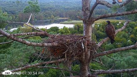 VINS Bald Eagles Nest Live Cams - Aug 18, 2026, 7:31pm EDT