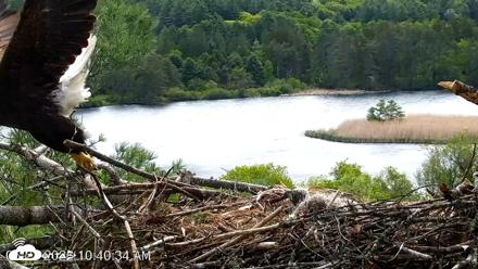 VINS Bald Eagles Nest Live Cams - May 21, 2026, 10:41am EDT