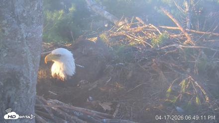 VINS Bald Eagles Nest Live Cams - Apr 17, 2026, 6:49pm EDT