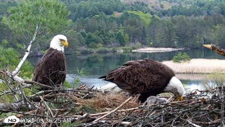 VINS Bald Eagles Nest Live Cams - May 13, 2026, 9:37am EDT