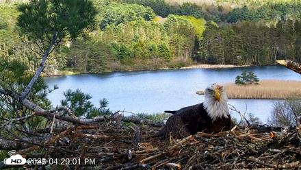 VINS Bald Eagles Nest Live Cams - May 8, 2026, 4:29pm EDT