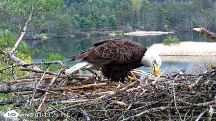 VINS Bald Eagles Nest Live Cams - May 2, 2026, 1:14pm EDT