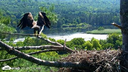 VINS Bald Eagles Nest Live Cams - Jul 24, 2026, 10:41am EDT