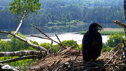 VINS Bald Eagles Nest Live Cams - Jun 30, 2026, 10:13am EDT