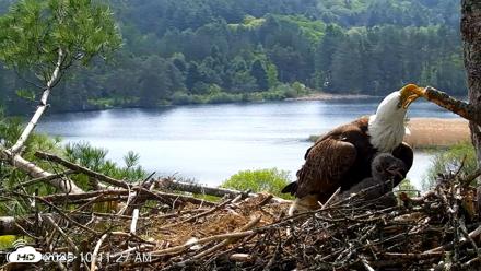 VINS Bald Eagles Nest Live Cams - May 19, 2026, 10:12am EDT