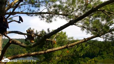 VINS Bald Eagles Nest Live Cams - Jul 20, 2026, 3:49pm EDT