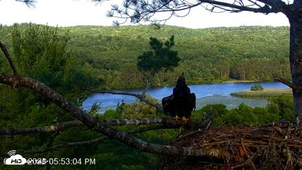 VINS Bald Eagles Nest Live Cams - Jul 15, 2026, 5:53pm EDT