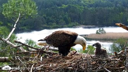 VINS Bald Eagles Nest Live Cams - May 20, 2026, 10:17am EDT