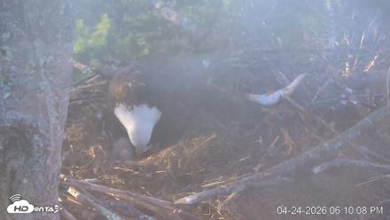 VINS Bald Eagles Nest Live Cams - Apr 24, 2026, 6:10pm EDT