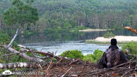 VINS Bald Eagles Nest Live Cams - Jun 12, 2026, 6:56pm EDT