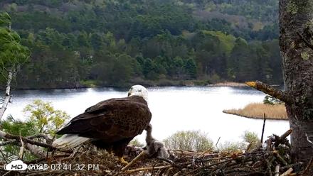 VINS Bald Eagles Nest Live Cams - May 5, 2026, 3:42pm EDT